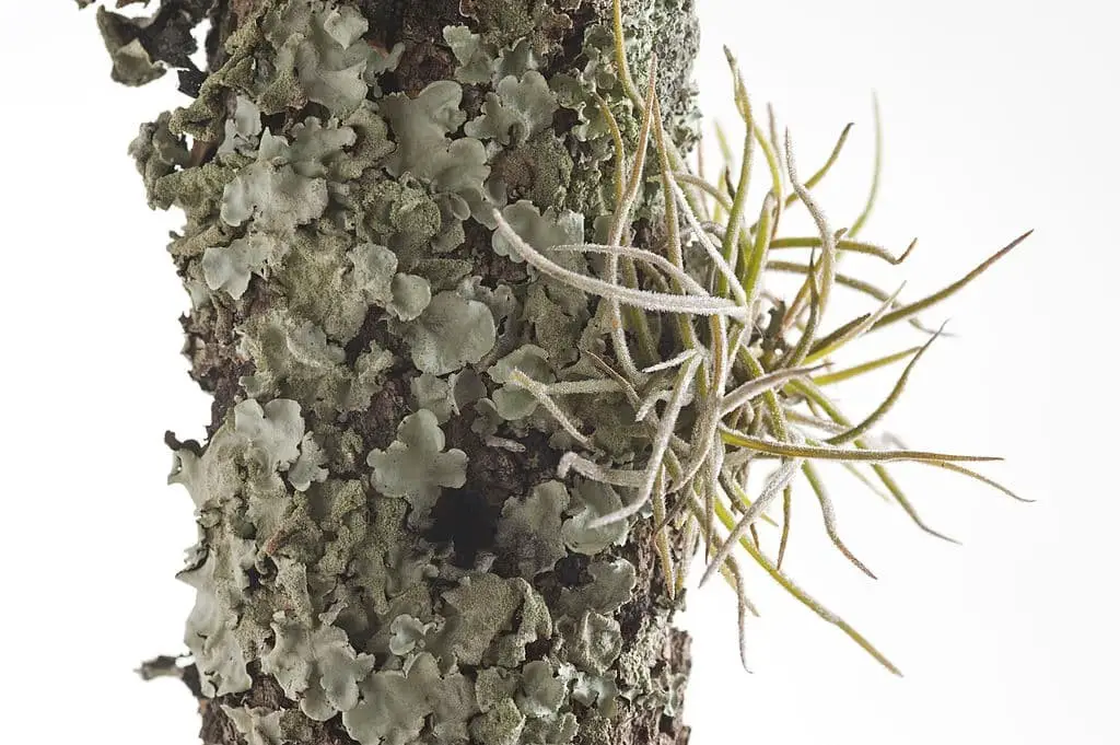 Ball Moss (Tillandsia recurvata)