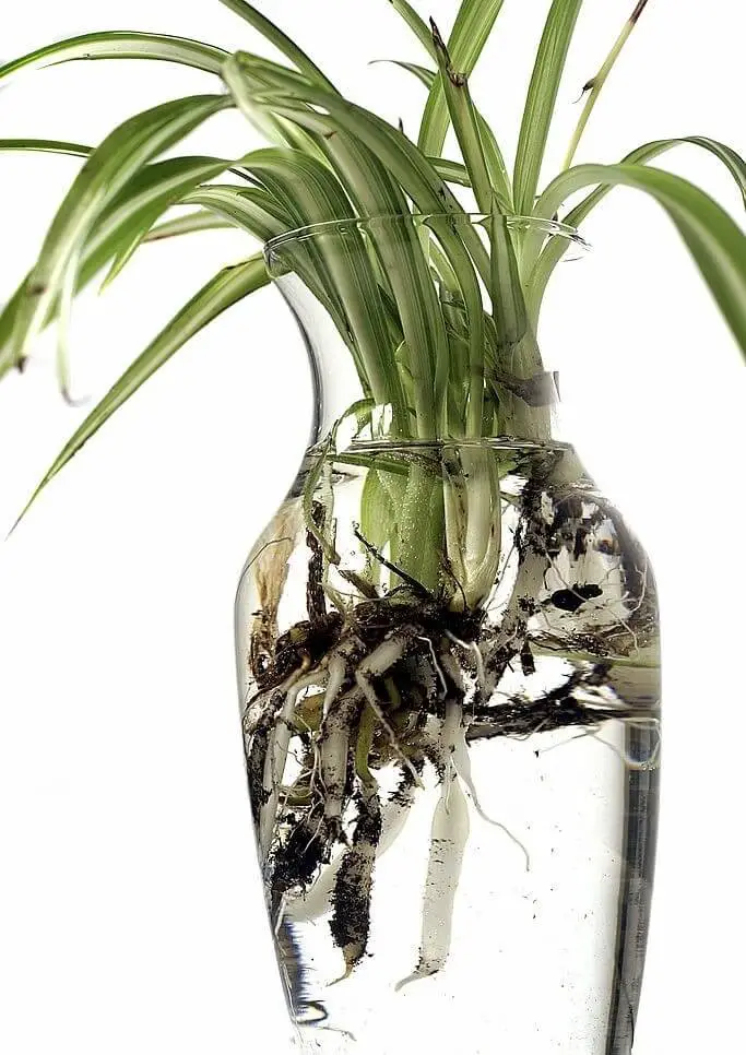 Spider plant