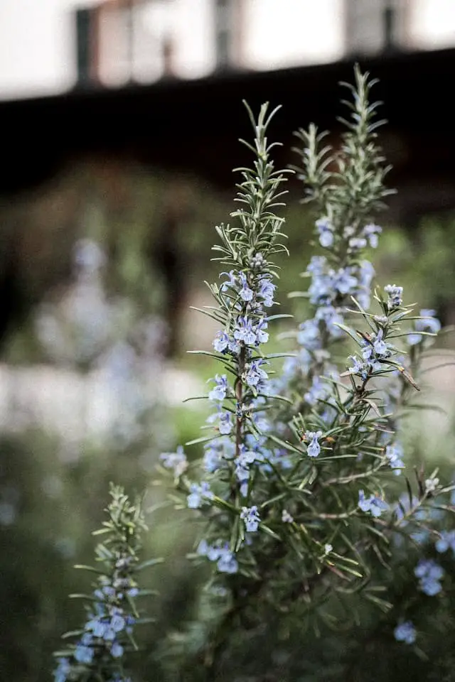 Rosemary