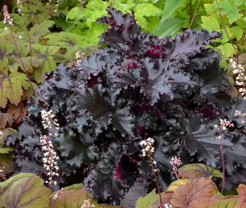 Black Coral Bells.