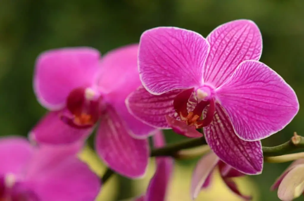 Bird Head Orchid (Phalaenopsis spp.).