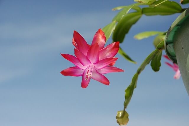 Christmas Cactus (Schlumbergera)