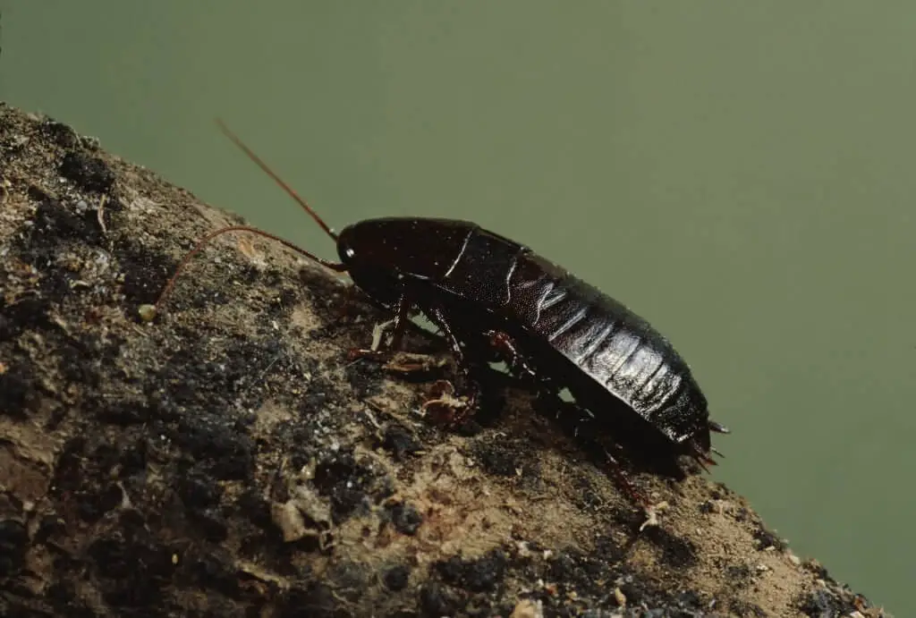 Oriental cockroaches