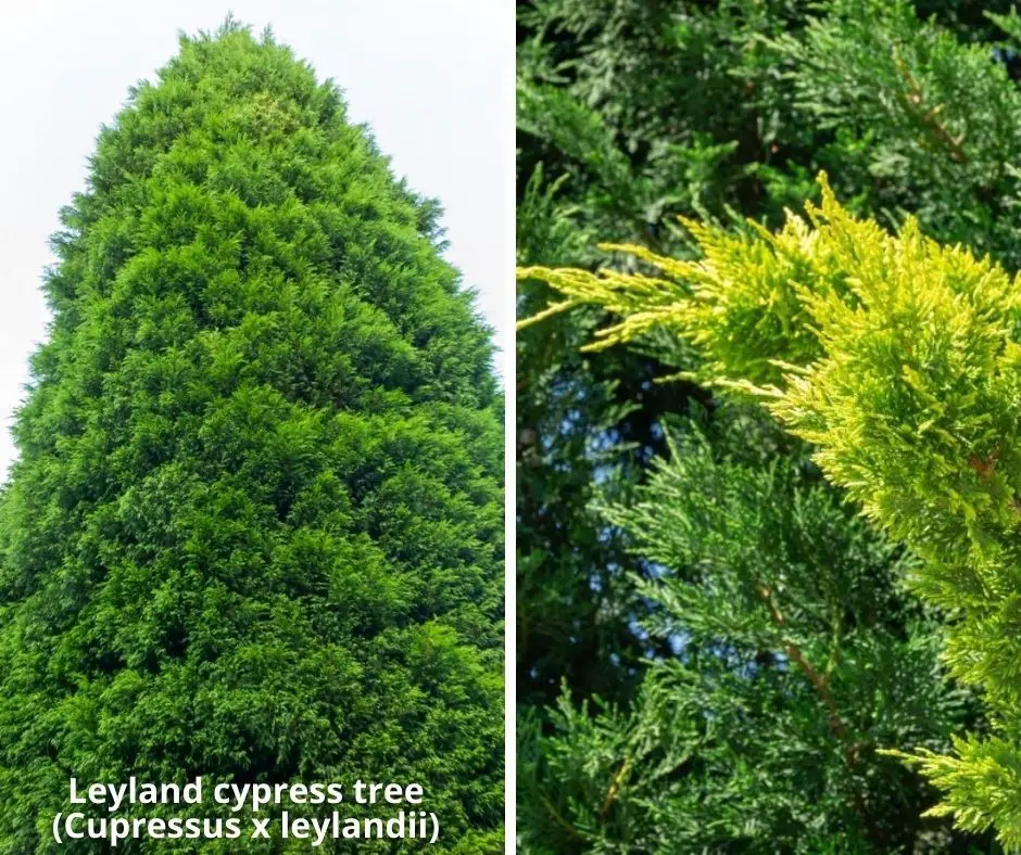 Leyland cypress tree (Cupressus x leylandii)