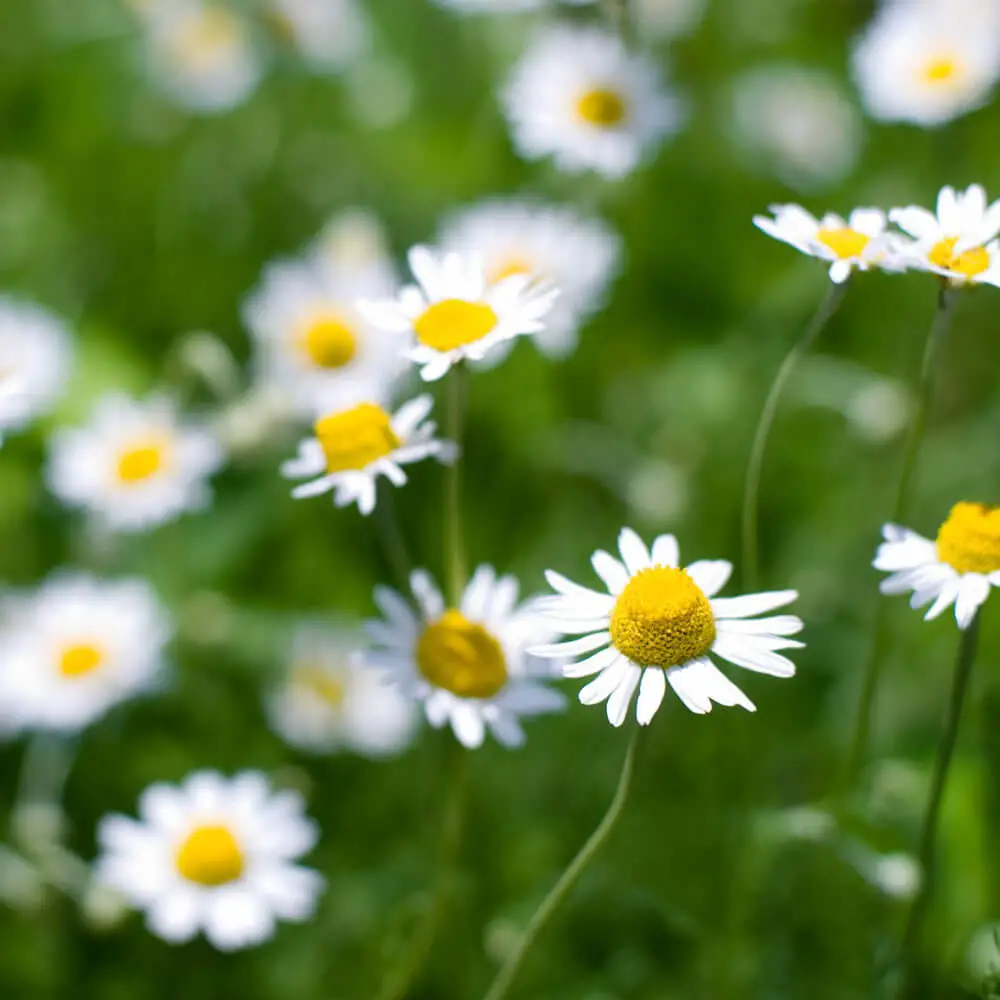 #3. Chamomile (Matricaria recutita)