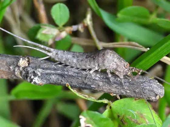 Jumping Bristletails.