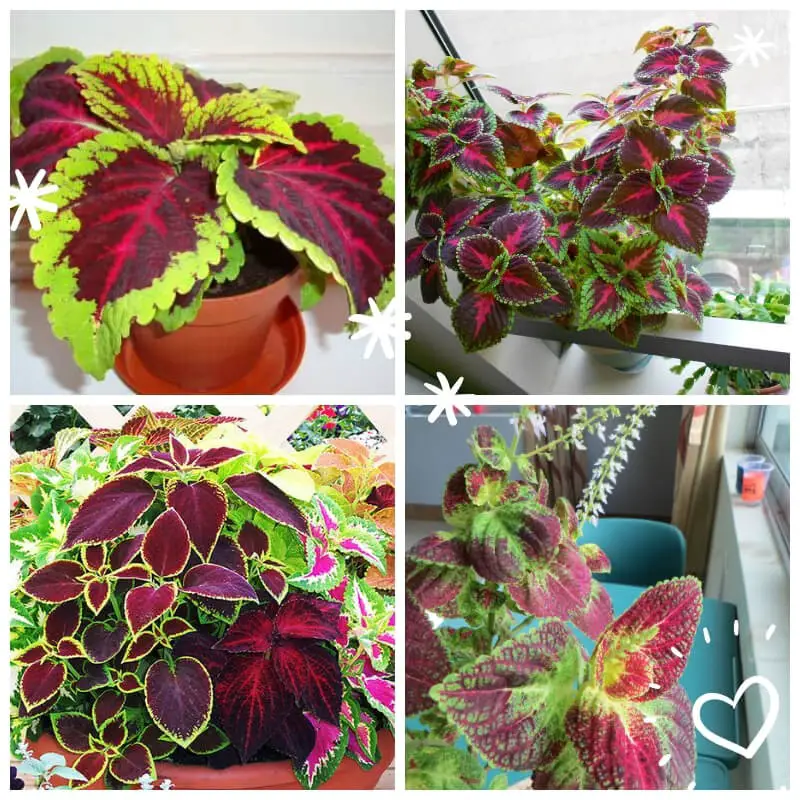 Coleus