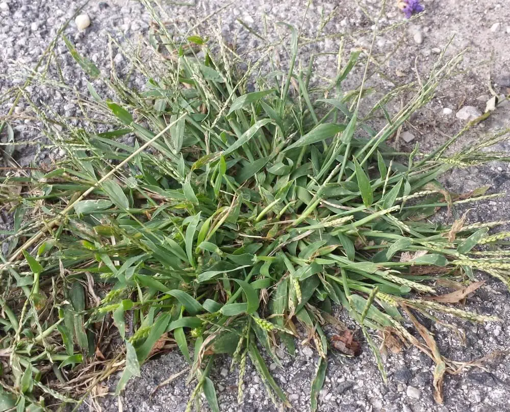 Smooth Crabgrass (Digitaria ischaemum)