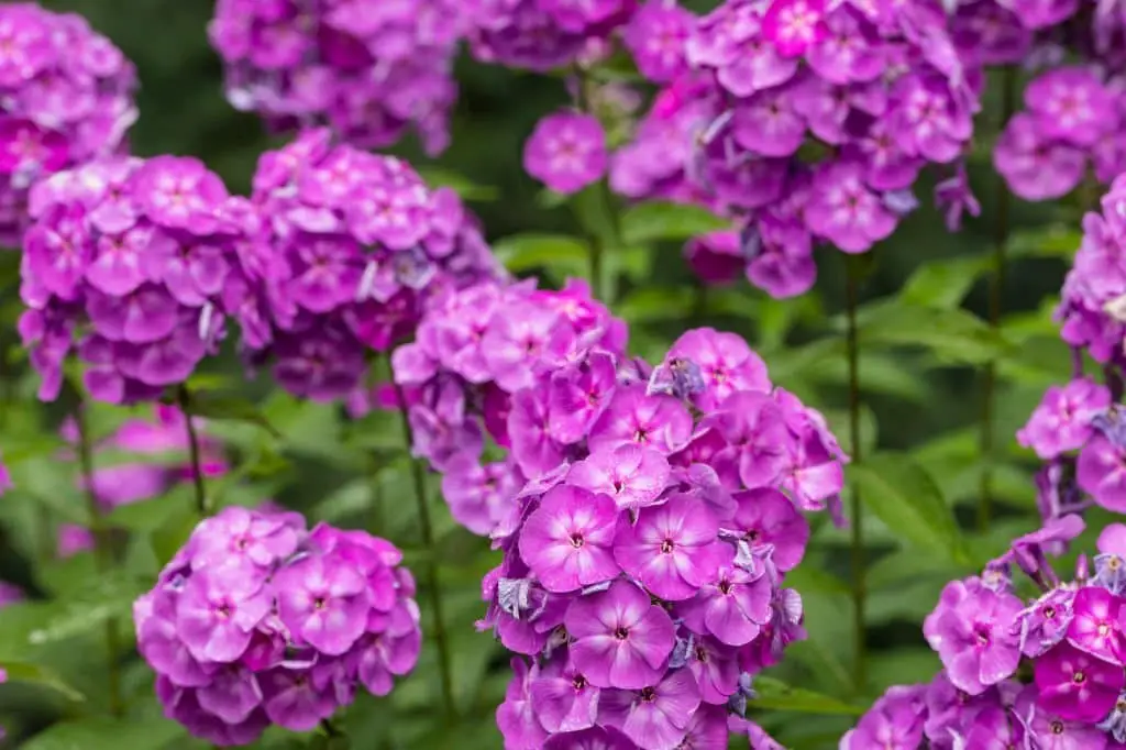 Garden Phlox