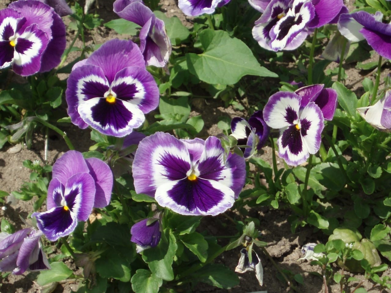 Pansy (Viola wittrockiana)