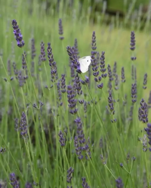 Grosso (Lavandula x intermedia ‘Grosso’)