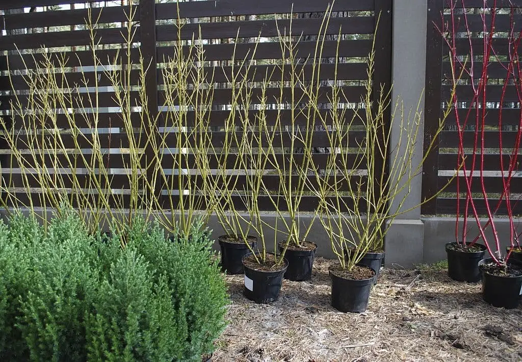 Yellow twig dogwood (Cornus sericea ‘Flaviramea’)