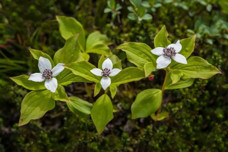 17+ Different Types Of Dogwood Trees