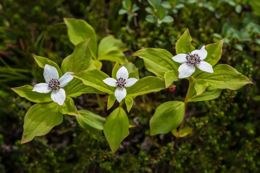 Canadian bunchberry (Cornus canadensis)