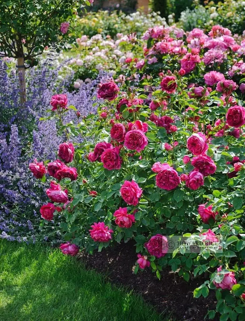 Rose and Lavender Garden