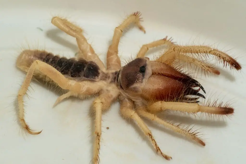 Camel Spiders/Sun spiders (Solifugae)