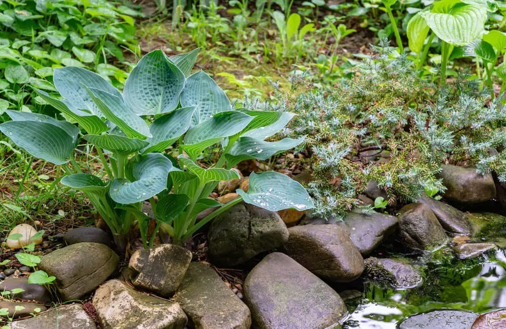 Hosta Blue Angel