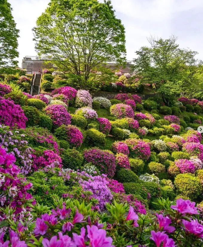 Rhododendron: Large Blooms, Variety of Colors