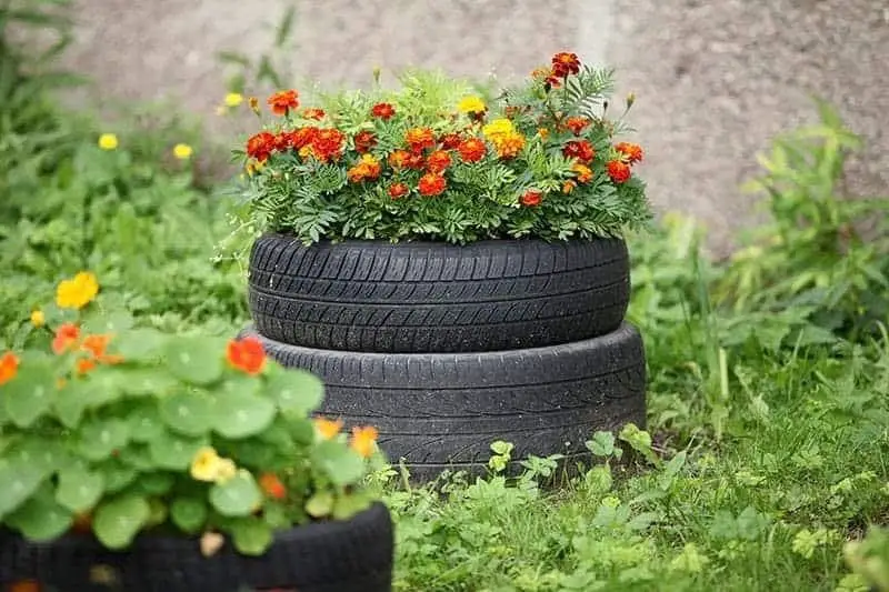 Old tire raised bed