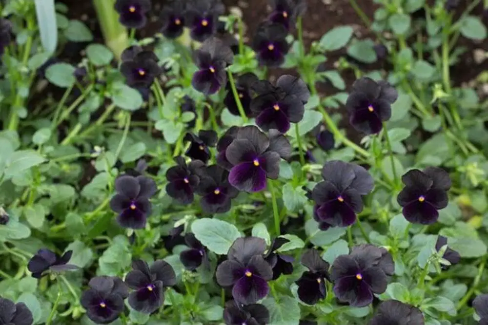 ‘Black Delight’ Viola (Viola Sorbet™ ‘Black Delight’).