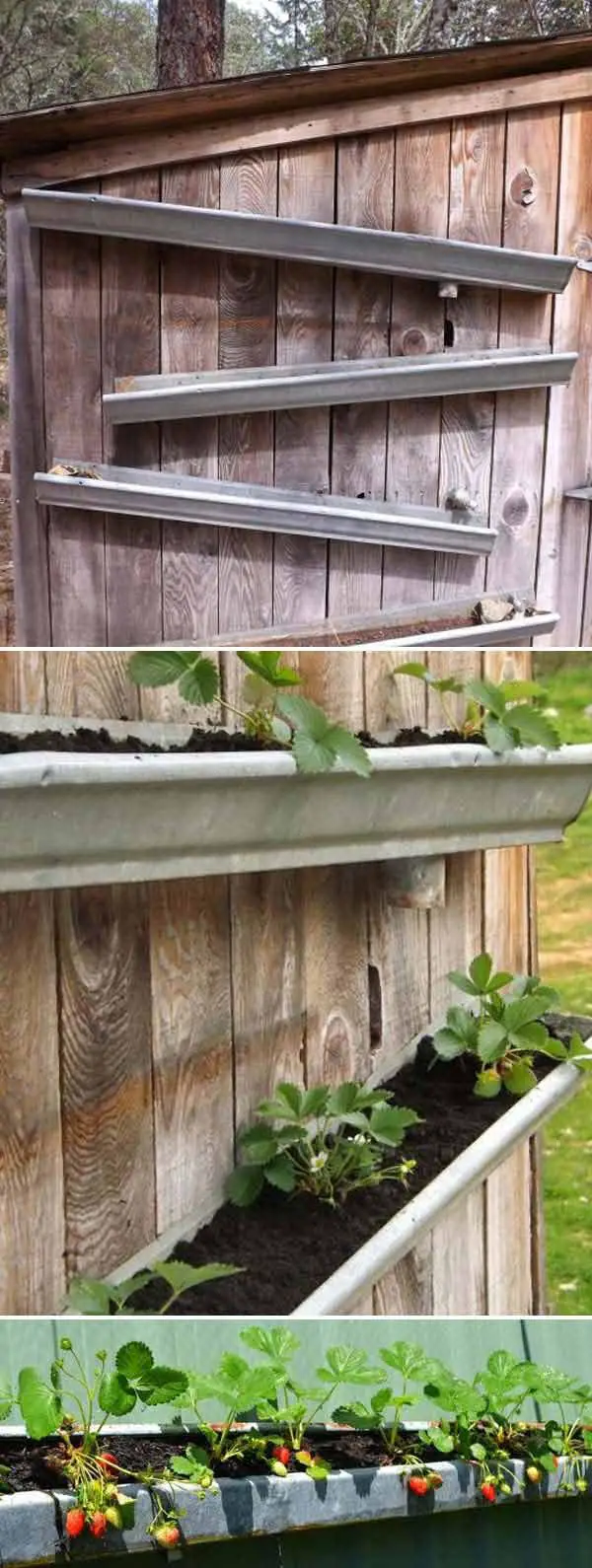 Rain gutters Strawberry Garden