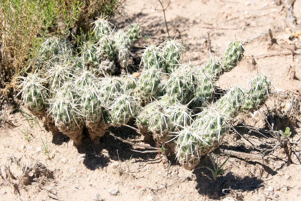 Club cholla (Grusonia clavata)