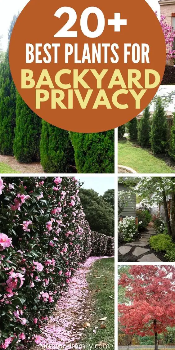 20 Best Privacy Trees For Your Backyard