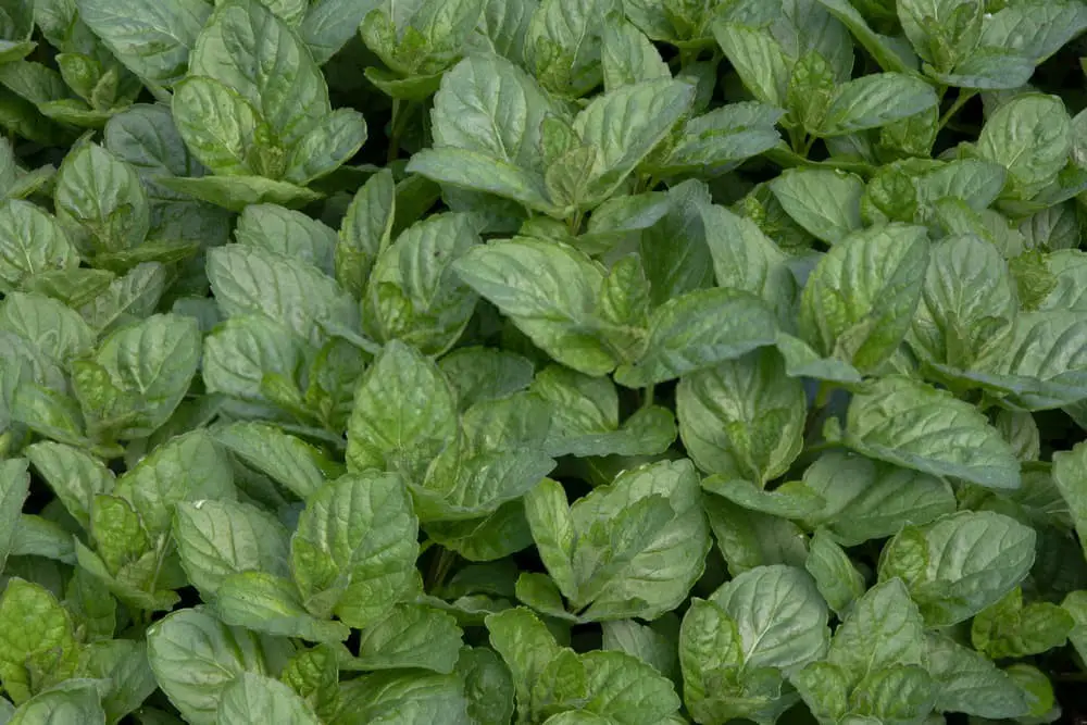 Grapefruit Mint (Mentha x piperita ‘Grapefruit’)