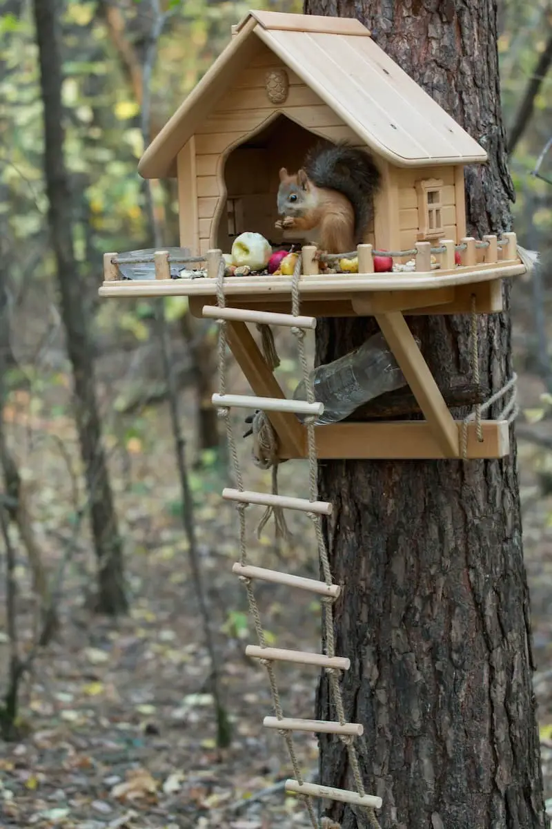 Squirrel house