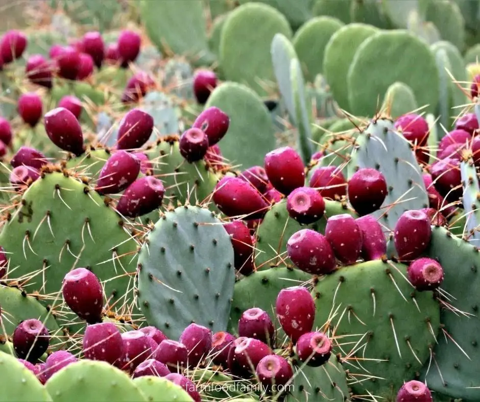 Prickly Pear Cactus (Brasiliopuntia Brasiliensis)