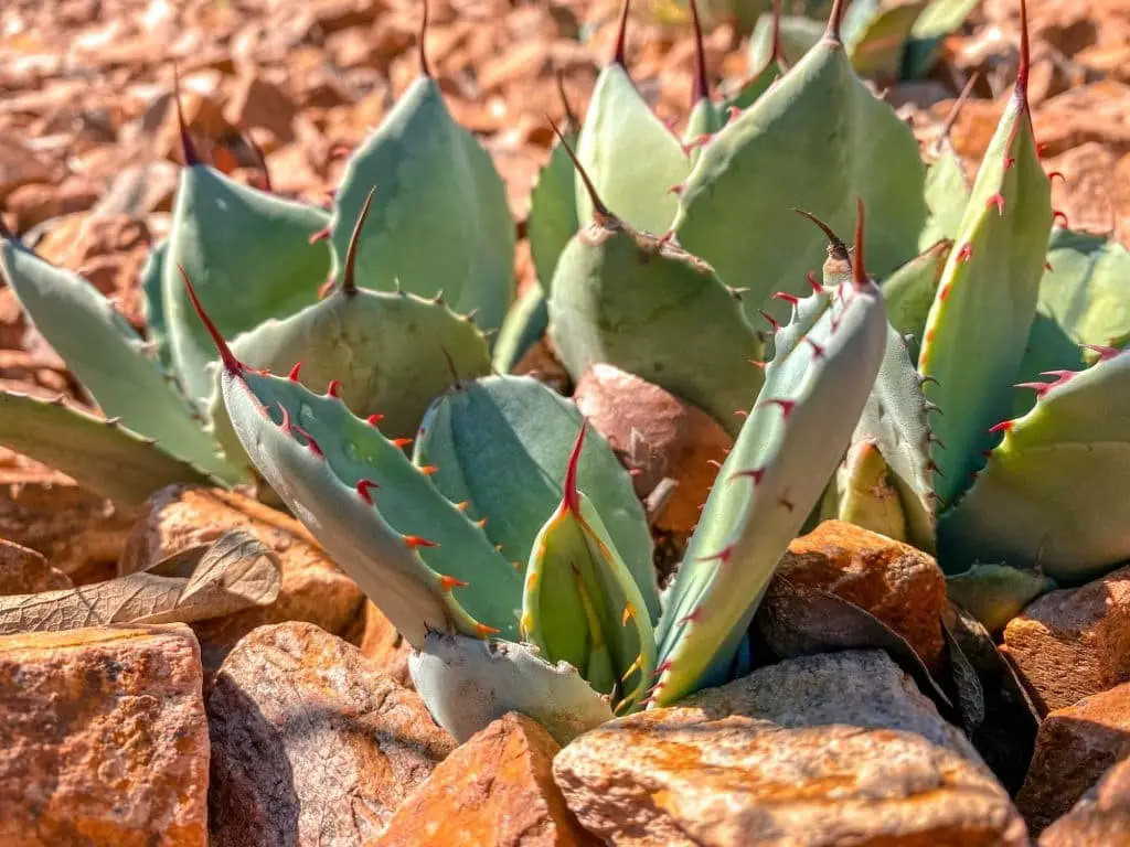 Cabbage Head Agave (agave parrasana)