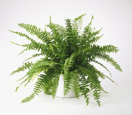 #8. Boston Fern (Nephrolepsis exaltata)