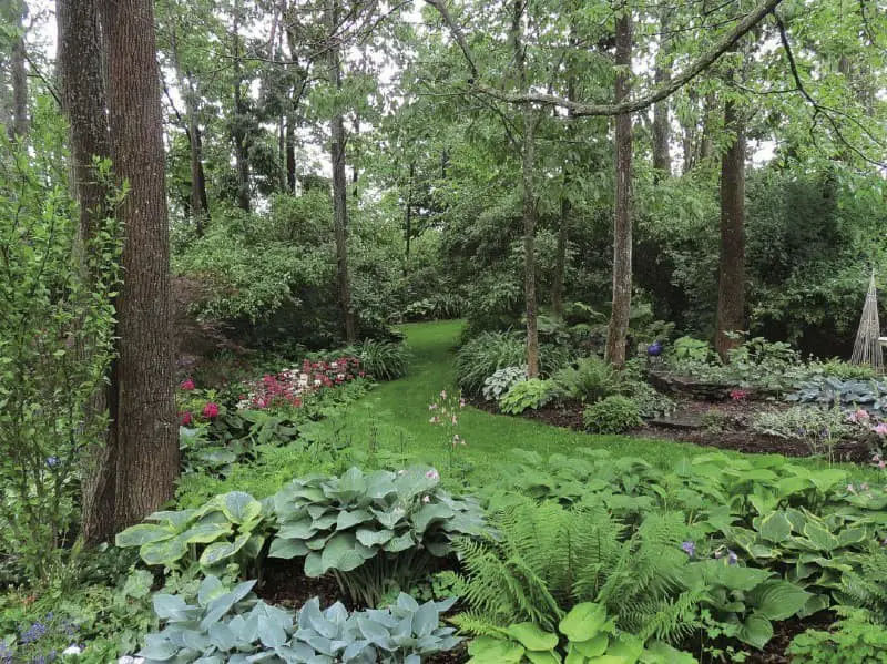 Shade Garden in the Woods