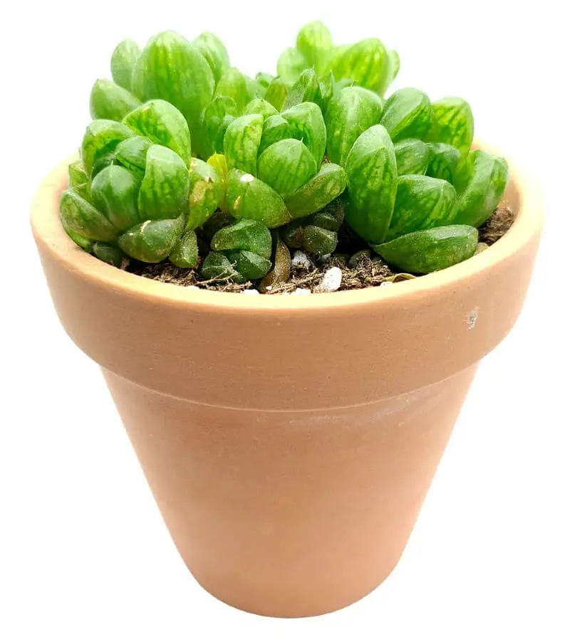 Haworthia Cymbiformis var. Obtusa.