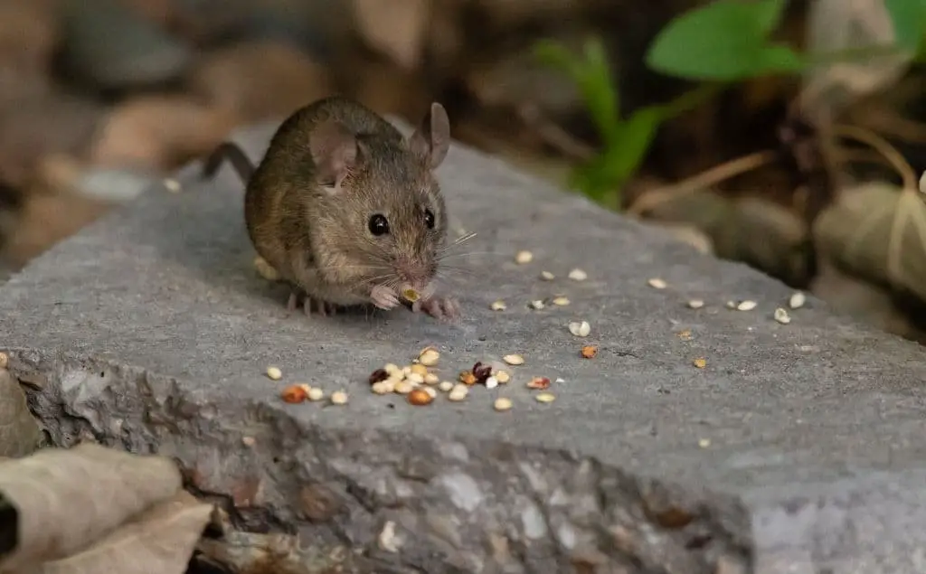 House Mouse (Mus domesticus)