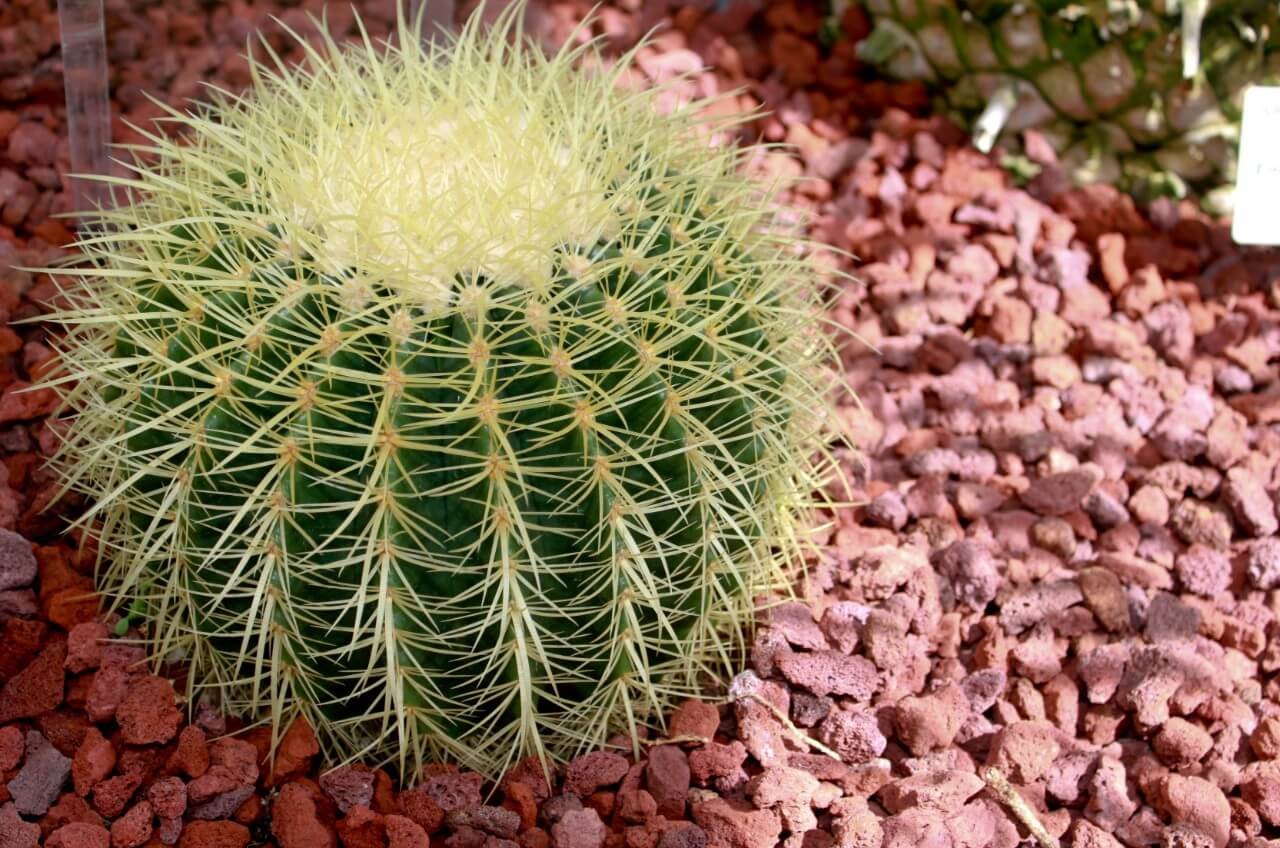 Golden barrel cactus (Echinocactus grusonii)