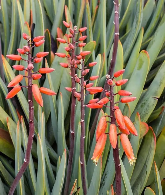 Fan Aloe (Aloe Plicatilis)