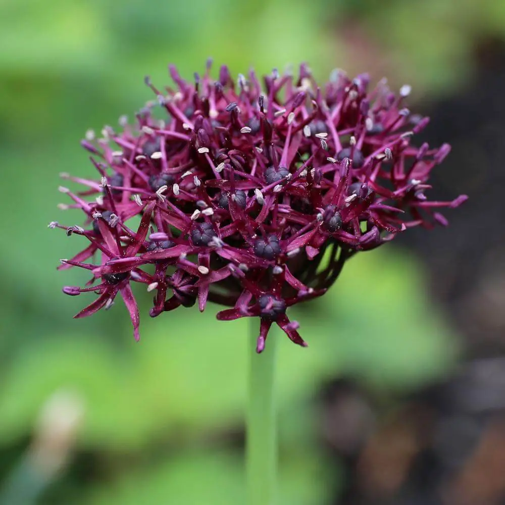 #2. Allium ’Atropurpureum’