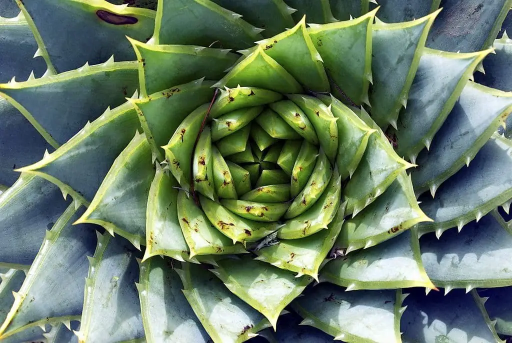 Spiral Aloe (Aloe Polyphylla)