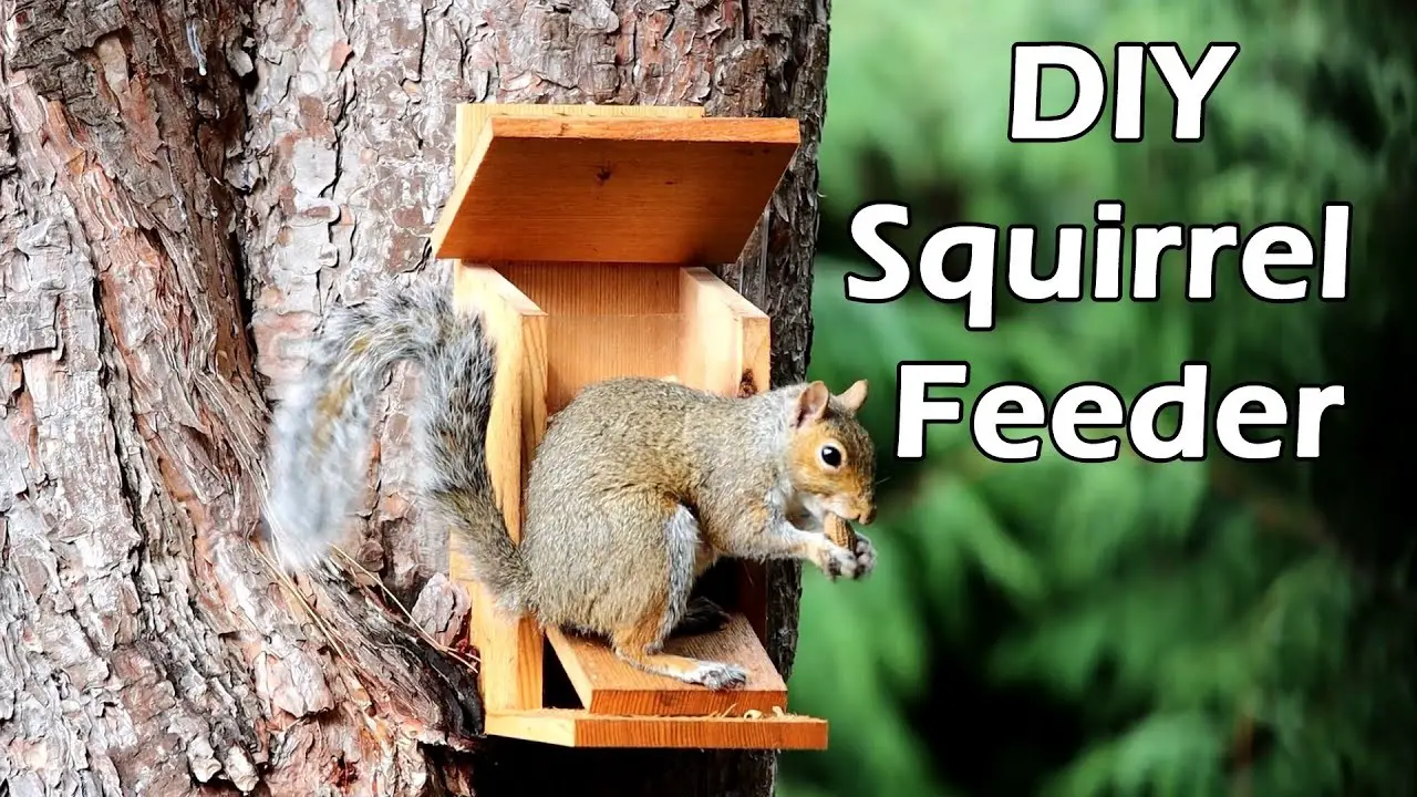 Squirrel stand feeder