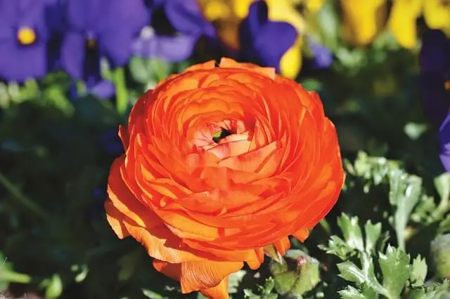 Ranunculus