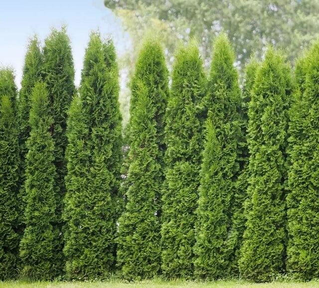 Junior Giant Thuja (Thuja x ‘Junior Giant’ PP31,297p2)