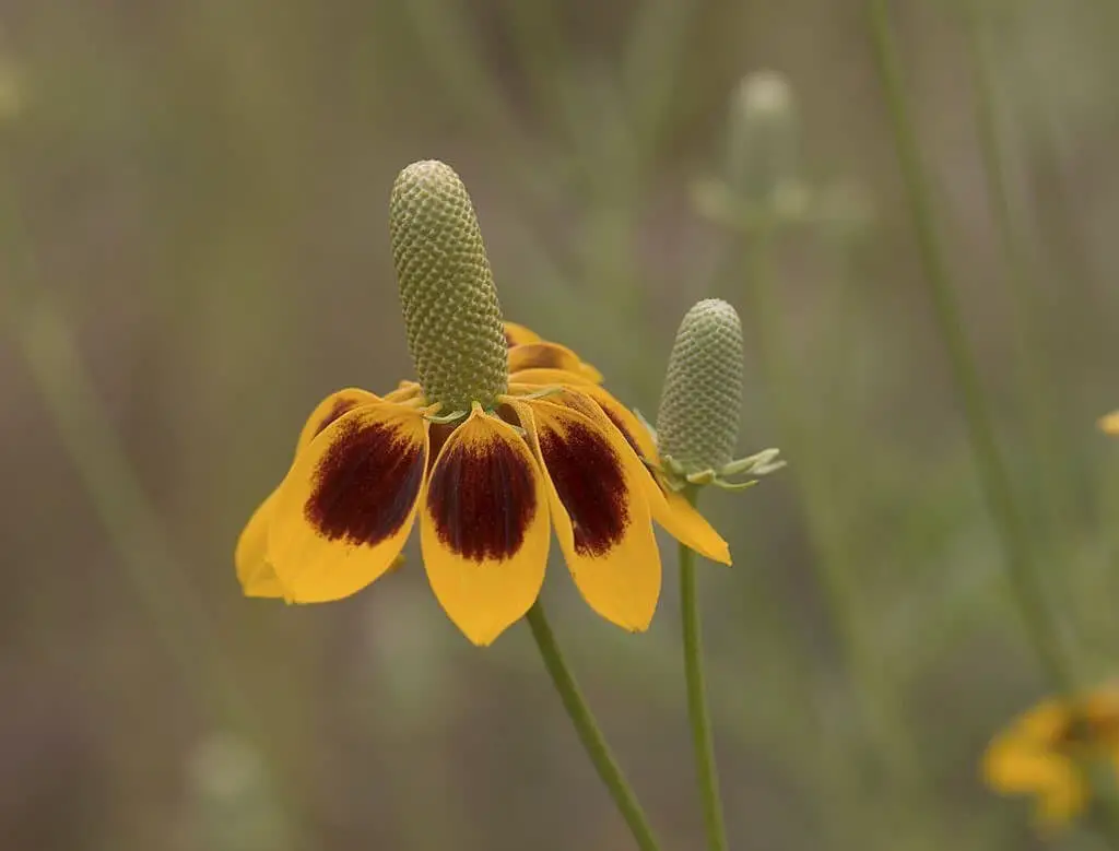 Mexican Hat Flower.