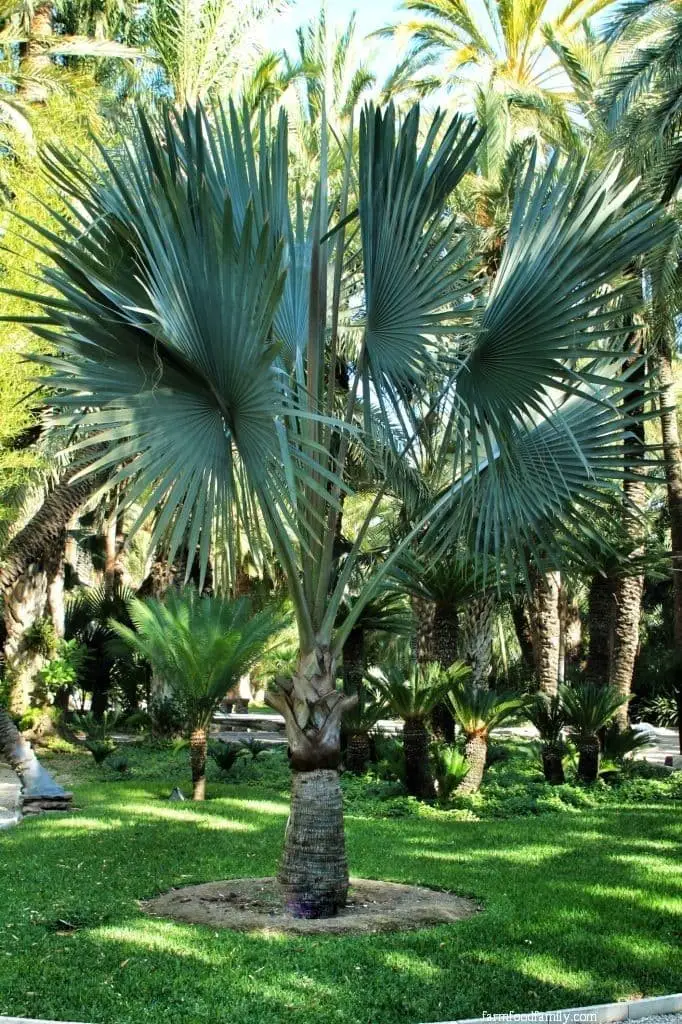 Silver Bismarck Palm (Bismarckia nobilis)