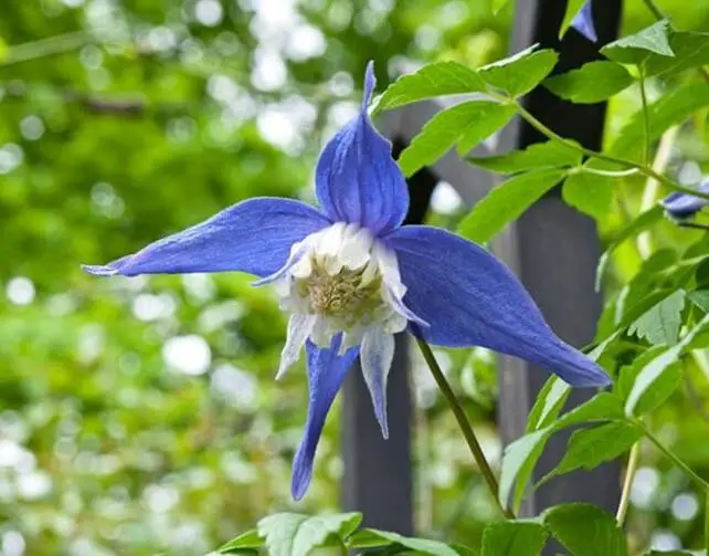 Clematis: Varieties, Growing And Care For Leather Flower