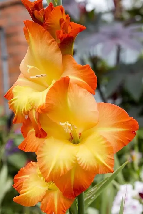 Gladiolus