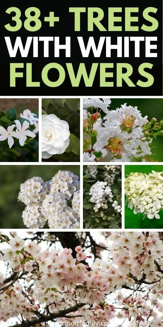 38+ Trees With White Flowers (With Pictures)