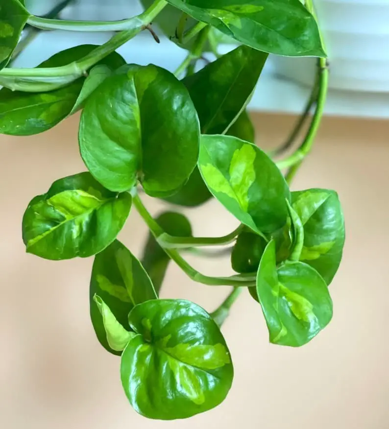 Global Green Pothos (Epipremnum aureum ‘Global Green’)