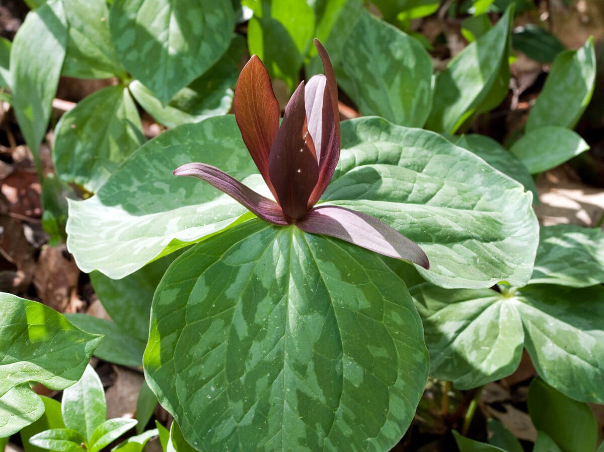 #1. Trillium cuneatum “Sweet Betsy”