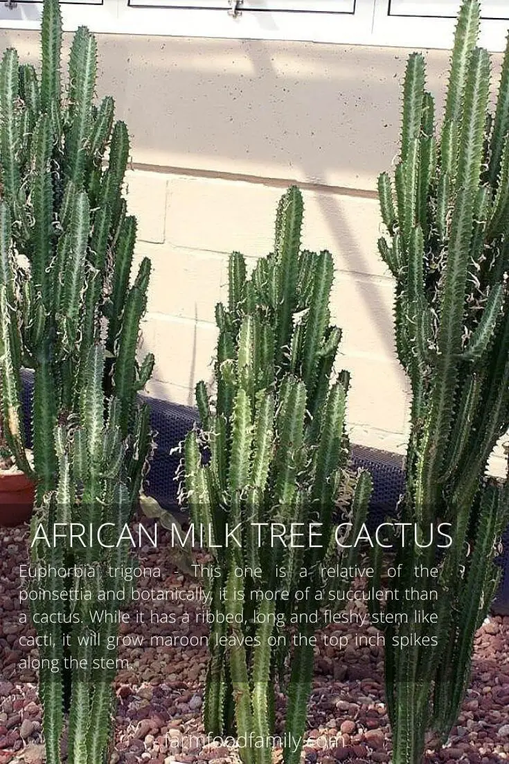 26 Types Of Cactus For Your Garden (With Pictures)  Indoor, Outdoor